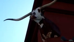 Daily Diversion: Urban cattle drive video